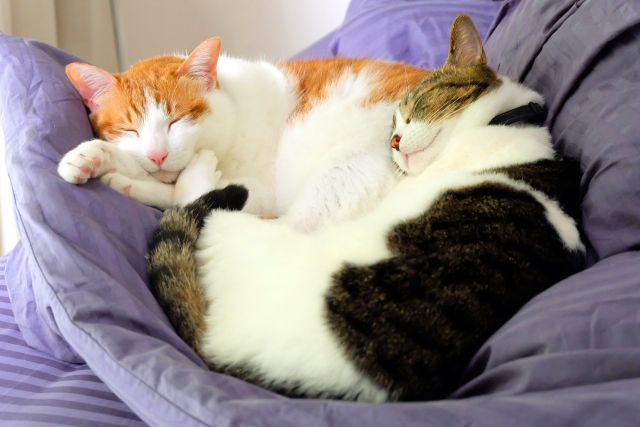 クッションでまったり昼寝する猫2匹